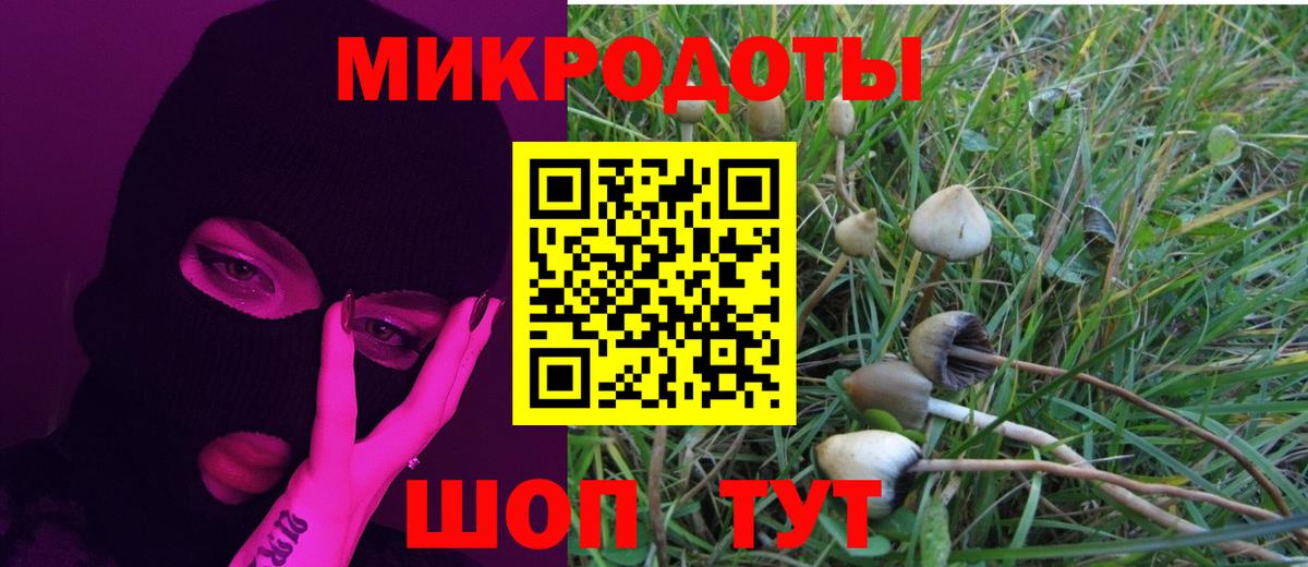 Псилоцибиновые грибы Psilocybine cubensis Киселёвск